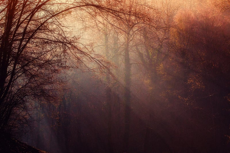 Enchanted Forest Hideaway