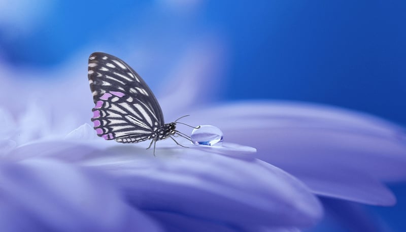 Whimsical Keepsake Image